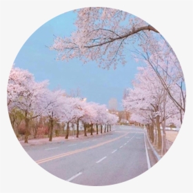 #sakura #japan #pink #pastel #road #overlay #overlays - Wallpaper, HD Png Download, Free Download