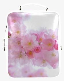 Beautiful Pink Japanese Cherry Tree Blossom Square - Cherry Blossom, HD Png Download, Free Download