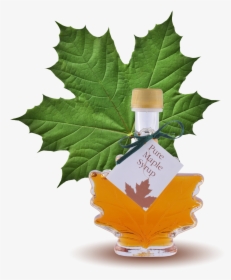 100% Pure Maple Syrup Maple Leaf Bottle - Green Maple Leaf, HD Png Download, Free Download