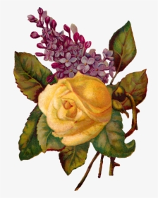 Stock Rose Image - Yellow Rose And Lilac, HD Png Download, Free Download