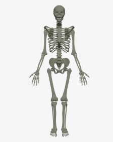 201805 Human Skeleton Anim, HD Png Download, Free Download