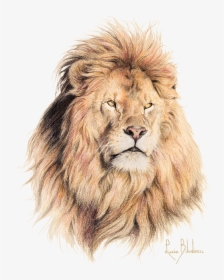 Male Lion Drawing, HD Png Download, Free Download