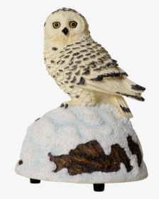 Transparent Snow Owl Png, Png Download, Free Download