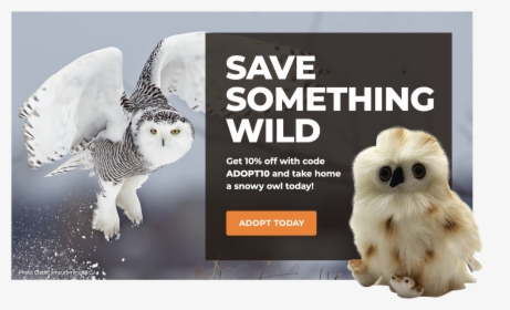 Adopt A Snowy Owl - Snowy Owl, HD Png Download, Free Download