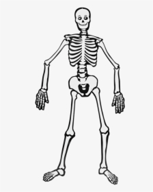 Decoración Para Halloween - Skeleton, HD Png Download, Free Download