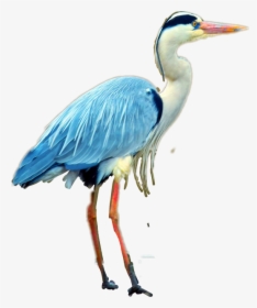 #heron - Great Blue Heron, HD Png Download, Free Download