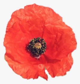#flower #poppy #red #petals #niche #aesthetic #png - Corn Poppy, Transparent Png, Free Download