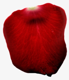 Single Rose Petal Png - Still Life Photography, Transparent Png, Free Download