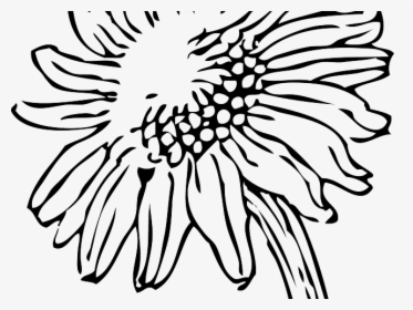 Sunflowers Clipart Sketch - Sunflower Line Drawing Png, Transparent Png, Free Download