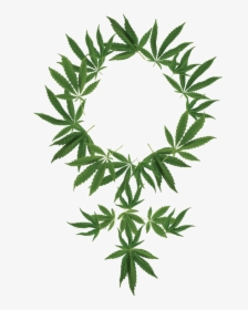 Cannabis Png Free Background - Transparent Background Cannabis Png, Png Download, Free Download