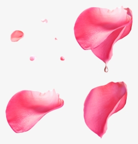 Pink Rose Petals Png, Transparent Png, Free Download