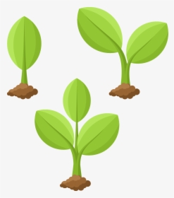 Transparent Plant Growing Png - Plant Drawing Png, Png Download, Free Download