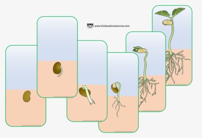 Transparent Plant Growing Png - Printable Bean Plant Flashcards, Png Download, Free Download