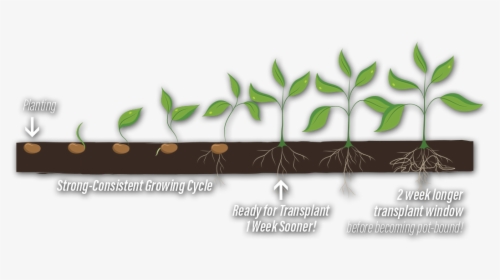 Growing Plant Phases Transparent, HD Png Download, Free Download