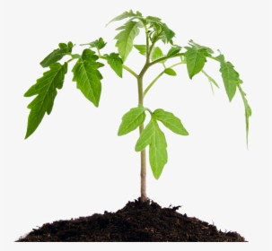 Healthy Plant Png, Transparent Png, Free Download
