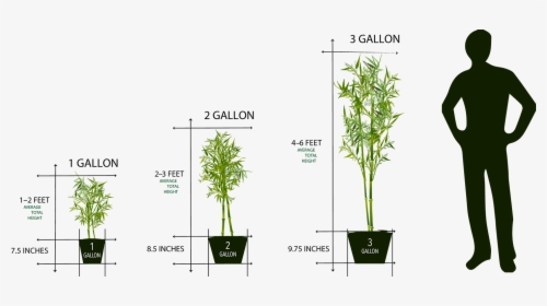 3 Gallon Plant, HD Png Download, Free Download
