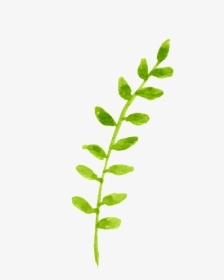Spring Growing Plant Cartoon Transparent - Tea Plant, HD Png Download, Free Download