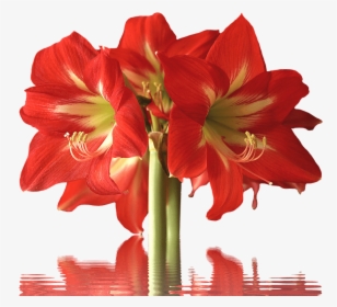 Red Flower Long Stem, HD Png Download, Free Download