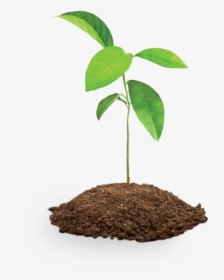 Tree And Soil Png - Sapling Clipart, Transparent Png, Free Download