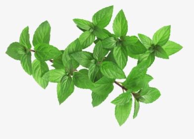 Peppermint - Mulukhiyah, HD Png Download, Free Download