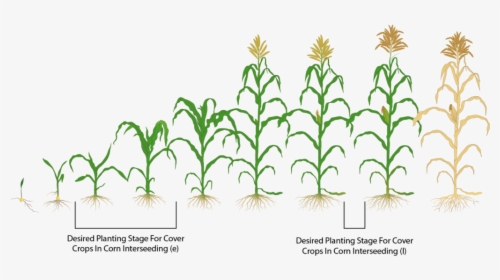 To Avoid Confusion Interseeding Between V3 V7 Is Called - Ve Corn Crop Stage, HD Png Download, Free Download