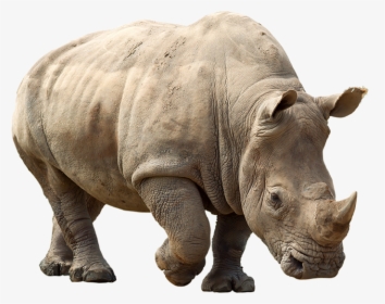 Rhino Png Clipart - Rhino Png, Transparent Png, Free Download