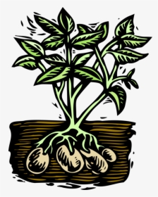 Potato Plant Png - Potato Plant Clip Art, Transparent Png, Free Download