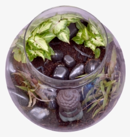 Buddha In A Bowl Terrarium Kit"  Class="lazyload Lazyload - Flowerpot, HD Png Download, Free Download