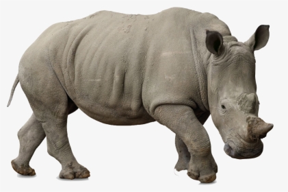 Rhino Png Free Background - Rhino Png, Transparent Png, Free Download