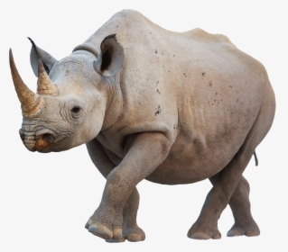 Rhino Walking - Black Rhino Horn, HD Png Download, Free Download