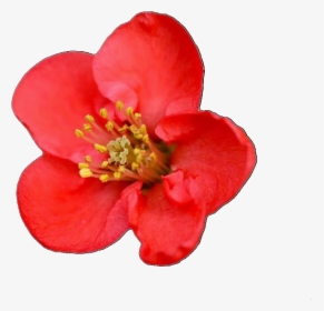 Overlay, Png, And Red Image - Quince Flower Png, Transparent Png, Free Download
