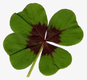 Clover - Oxalis Triangularis Leaf, HD Png Download, Free Download
