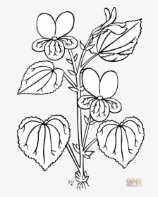 Coloring Pages And Books Pioneer Coloring Pages And - Parts Of The Plant Outline, HD Png Download, Free Download