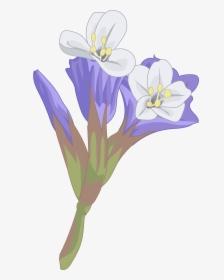 Cuckoo Flower, HD Png Download, Free Download