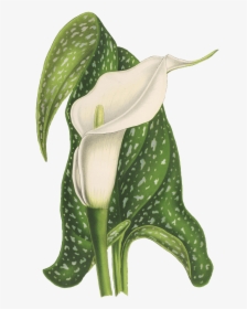 Flor De Calla Dibujo - Lilies Arum Lilies, HD Png Download, Free Download