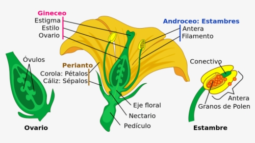 Partes De Una Flor - La Fecundacion Y Formacion Del Embrion Y La Semilla, HD Png Download, Free Download