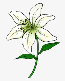 Lllᐅ Dibujos De Azucenas【 Tutorial】regala Una Flor - Easy Lily Flower Drawing, HD Png Download, Free Download