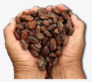 Cacao Png Image - Cacao Fino De Aroma, Transparent Png, Free Download