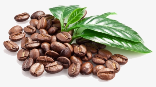 Coffee Bean Espresso Caffxe8 Macchiato - Coffee Bean Png File, Transparent Png, Free Download