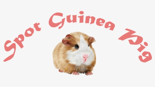 Spot Guinea Pig - Guinea Pig, HD Png Download, Free Download