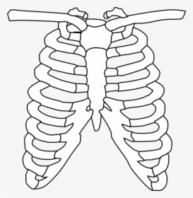 Cartoon Skeleton Png - Easy Rib Cage Drawing, Transparent Png, Free Download