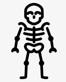 Skeleton Anatomy Bones Skull - Skeleton Icon Png, Transparent Png, Free Download