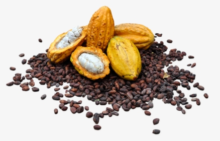 Semillas De Cacao Png, Transparent Png, Free Download