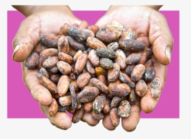 Chocolotus - Cocoa Bean, HD Png Download, Free Download