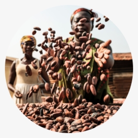 Farmer - Cocoa Bean, HD Png Download, Free Download