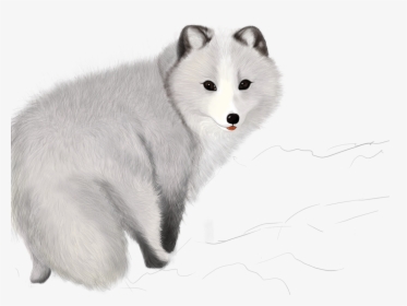 Arctic Fox Clipart Png, Transparent Png, Free Download