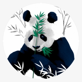 Bamboo Panda, Bamboo, Panda, Bear, Cute, Teddy, Pet, - Bamboo Panda Poster, HD Png Download, Free Download