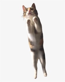 Transparent Cat Leaping, HD Png Download, Free Download