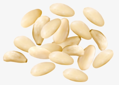 Pine Nuts Png , Png Download - Pine Nuts Clipart Png, Transparent Png, Free Download