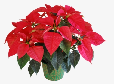 Flores Animadas Png , Png Download - Poinsettia Plant Png, Transparent Png, Free Download